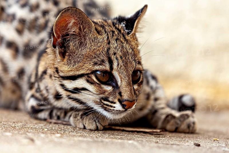 The cat appears curious and alert as it lies on the ground. A tiger cat in an enclosure in Petrolina, Brazil (Leopardus tigrinus)
