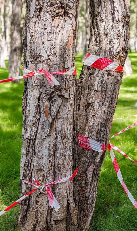 Trunks of trees wrapped with warning tape in a green park. Concept of tree cutting, environmental issues, forest management, damaged or dangerous trees marked for removal