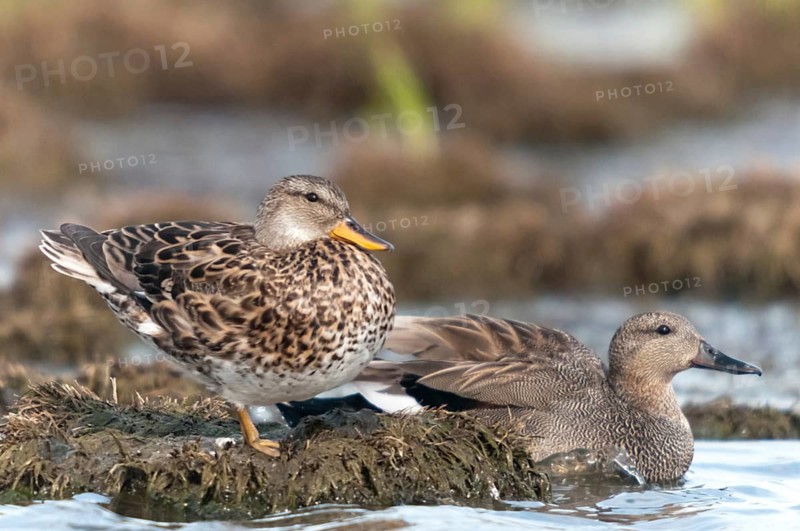Anas Strepera, Gadwall, Mareca Strepera, Middle Duck, Schnatterente, Anatidae, Birds, Ducks, Ducks, Duckbirds, Waterbirds
