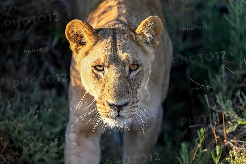 Lioness (Panthera leo) near Atzaró Camp, portrait, Okavango Delta, North-West District, Botswana