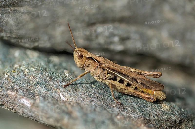 Acrididae, brown grasshopper, caelifera, chorthippus brunneus, field locusts, gomphocerinae, grasshoppers, short-feeler, common field grasshopper, female, grasshoppers, insects, female