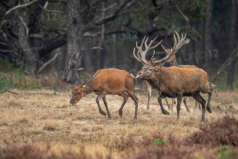 Red deer (Cervus elaphus), drive, Hoenderloo, Gelderland, Netherlands
