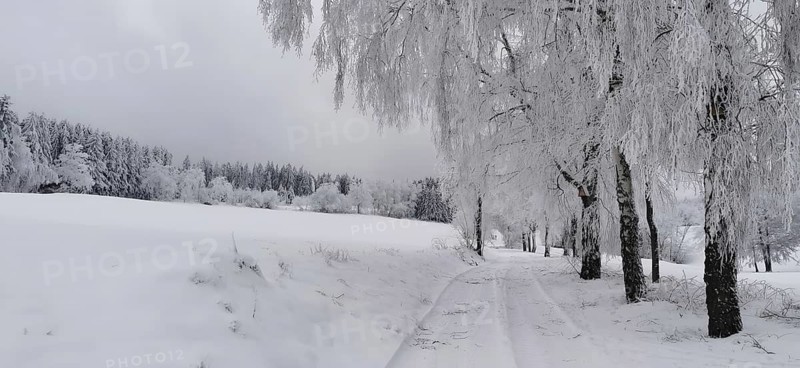 Snowy dirt road lined with winter trees in a quiet landscape, Lauenstein, Ludwigsstadt, Frankenwald nature park Park, Upper Franconia