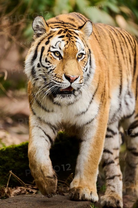 Siberian tiger or Amur tiger (Panthera tigris altaica) walking on the ground, captive, habitat in Russia