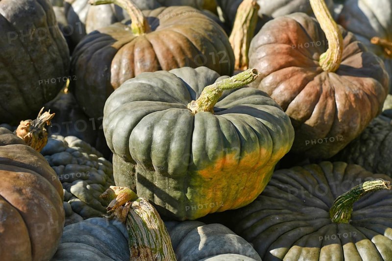 Green Queensland Blue pumpkins at rustic autumn market