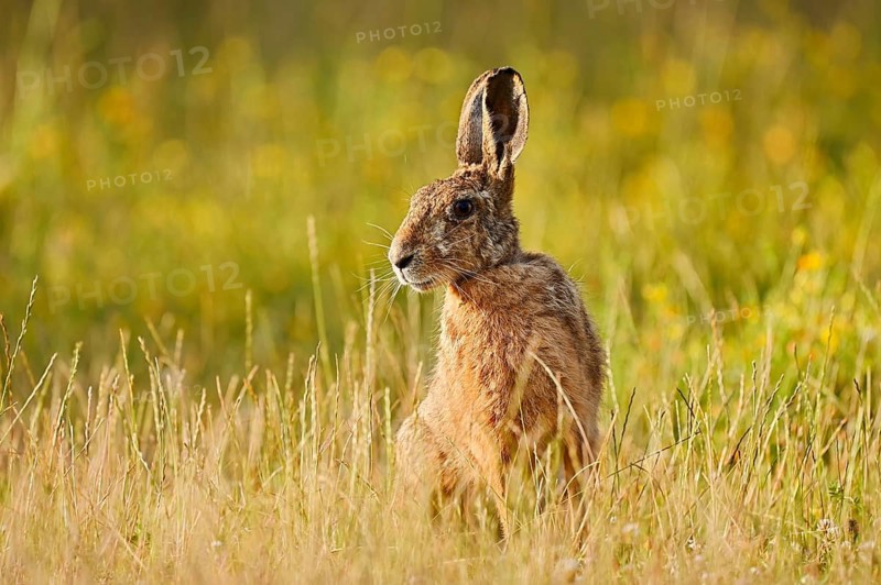 A brown hare (Lepus europaeus) sitting in a meadow, North Rhine-Westphalia, Germany