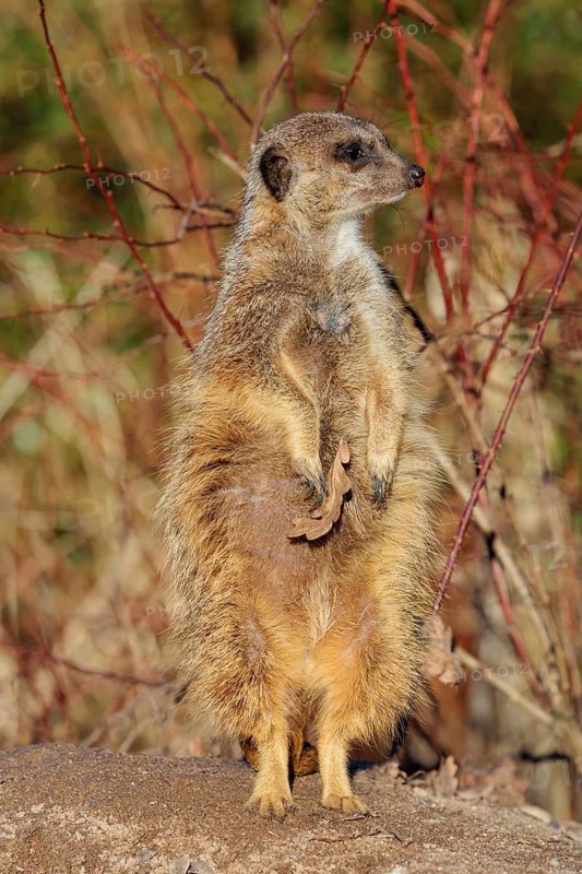 A suricate (Suricata suricatta) stands alertly in the beautiful light, observing its surroundings. Angola, Botswana, Namibia, South Africa
