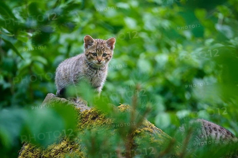 A solitary kitten on a rock in a green forest, a young European wildcat (Felis silvestris), Hesse, Germany