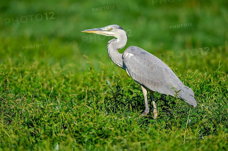 Grey Heron (Ardea cinerea), Dümmer, Lembruch, Lower Saxony, Germany