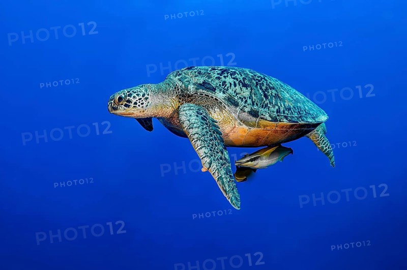 Underwater photograph of an adult green turtle (Chelonia mydas) . The green turtle – formerly also known as the soup turtle – swims through the open sea in blue water, on its underside are two suckerfish: the Common remora (Echeneis naucrates) and the remora, Red Sea