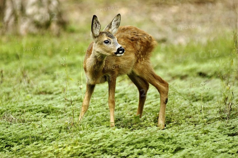 Animals, Mammals, Fawn, Roe Deer Fawn, Capreolus Capreolus, Germany