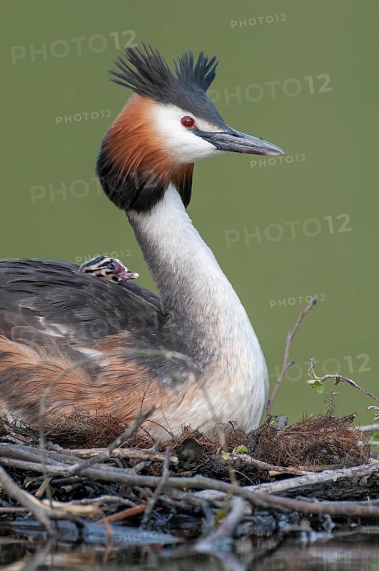 Great Crested Grebe (Podiceps cristatus) at its nest, Oldenburg Münsterland, Lower Saxony, Germany
