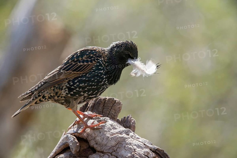 Star, Starling, Sturnus Vulgaris, Birds, Feather, Nest Building, Passeri, Songbirds, Birds