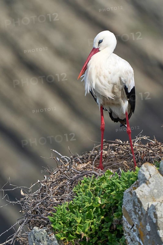 White storks, ciconia ciconia, nesting in a storks colony in the rocky cliffs of Cabo Raso at the western atlantic coast of Portugal