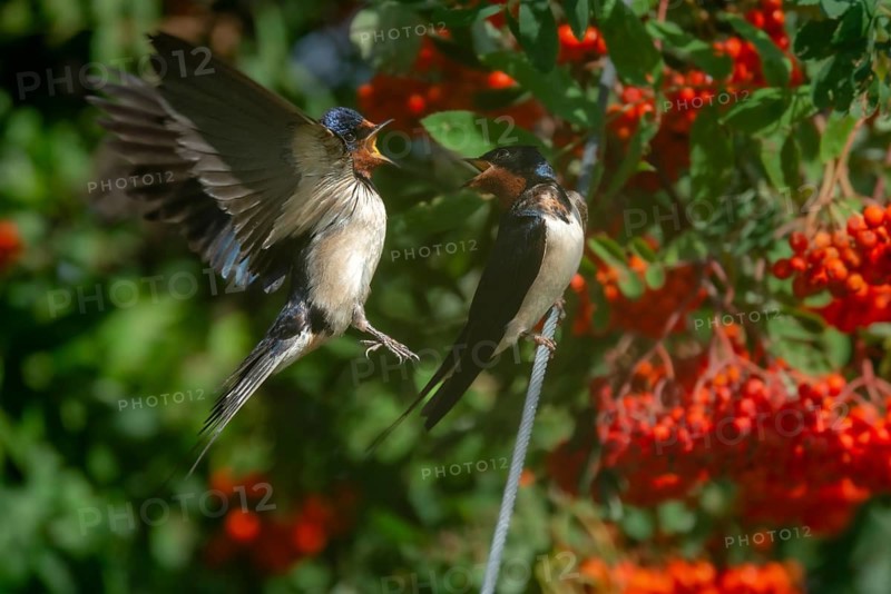 Hirundo rustica, barn swallow, birds, passeri, swallows, songbirds, birds