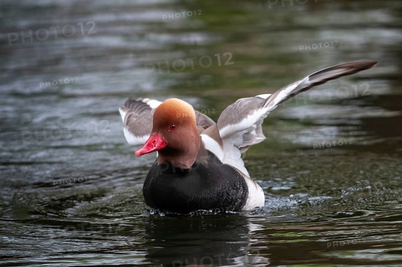 Common duck, netta rufina, red-crested pochard, anatidae, birds, ducks, ducks, ducks, male, birds, waterbirds, waterbirds