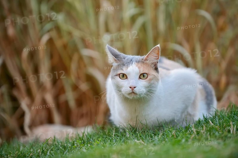 Domestic cat, tortoiseshell cat lying in a meadow, North Rhine-Westphalia, Germany