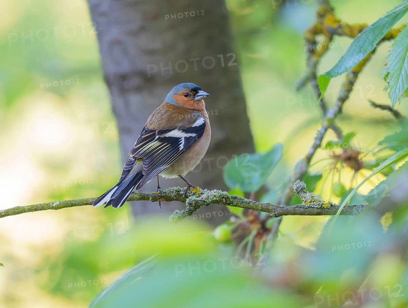 Common Chaffinch (Fringilla coelebs), mature male perched on a branch, in its breeding territory, North Hesse, Germany