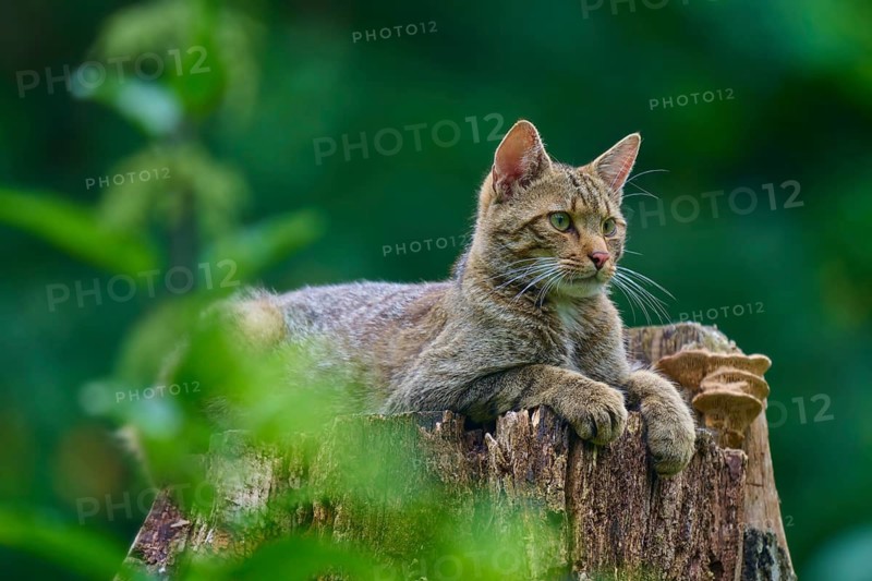 A wildcat peering out from a tree trunk, surrounded by nature, European wildcat (Felis silvestris), Hesse, Germany