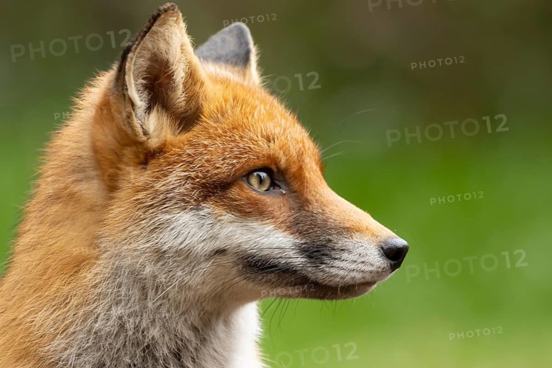 Red fox (Vulpes vulpes) adult animal head portrait, England, United Kingdom