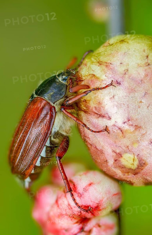 Leaf horn beetle, field may beetle, common may beetle, may bug, melolontha melolontha, scarabaeidae, beetle, cockchafer, coleoptera, doodlebug, high size, portrait format, insects, beetles