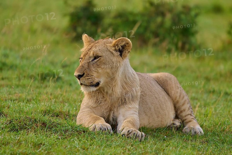 A lion lies relaxed on a green meadow, gazing into the distance, lion (Panthera leo), Masai Mara National Reserve, Narok County, Kenya