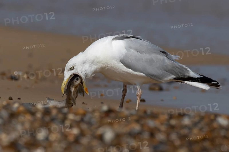 Herring gull (Larus argentatus) adult seagull bird eating a dogfish shark fish on a seaside beach, England, United Kingdom