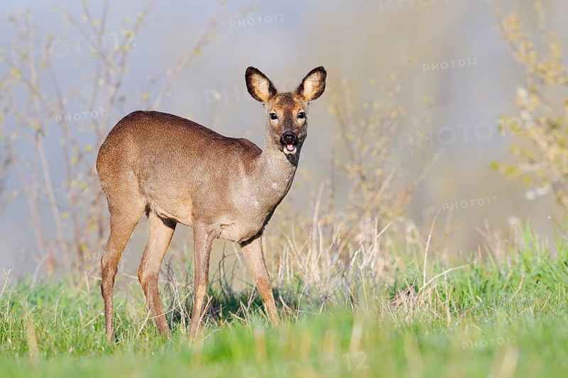 European roe deer (Capreolus capreolus), female roe deer in spring, North Rhine-Westphalia, Germany