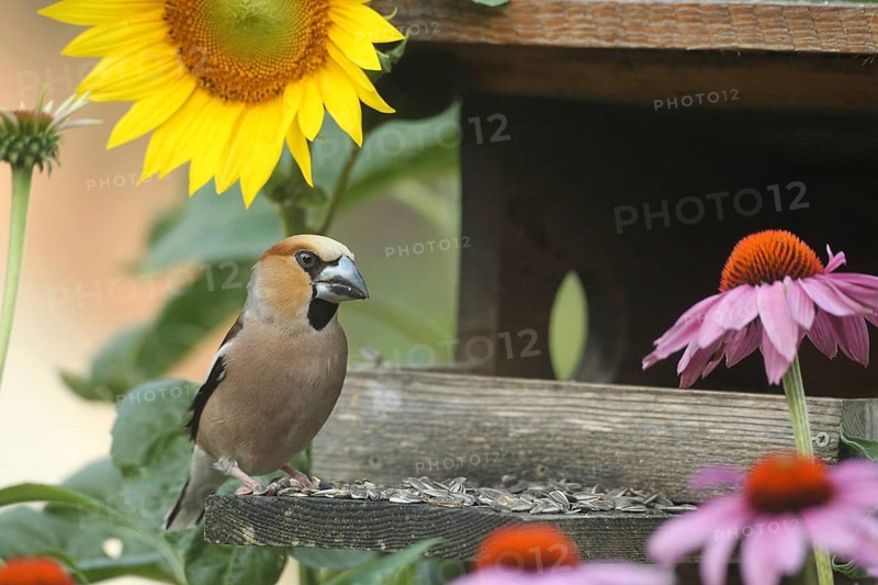 Hawfinch (Coccothraustes coccothraustes) at the bird feeder in the garden, between flowering purple coneflower (Echinacea purpurea) and sunflower (Helianthus annuus), Allgäu, Bavaria, Germany