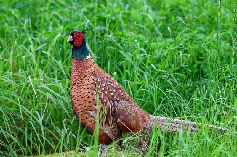 Pheasant, hunting pheasant, phasianus colchicus, pheasant, Sweden, birds, chickens, galliformes, smooth-footed chickens, chickens, male, phasianidae, Sweden, birds, Öland