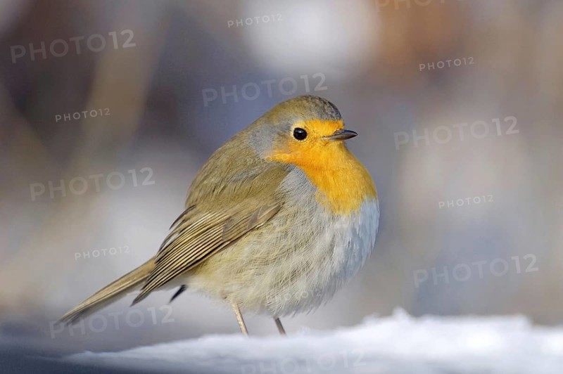 Robin - Robin - Erithacus rubecula, Germany