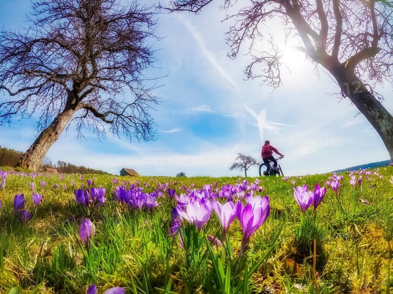 Happy yound woman riding her electric mountain bike in a meadow with colorful blooming crocuses (Crucus) in early spring, Zavelstein, Balck Forest, Baden-Wuerttemberg, Germany