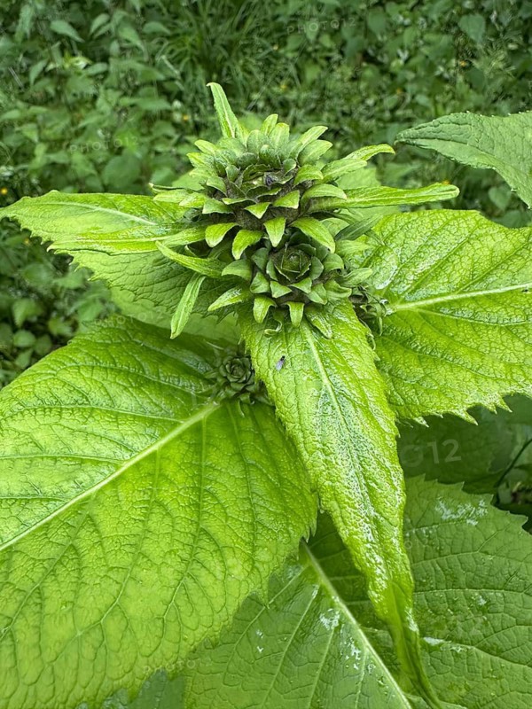 Great Telekie (Telekia speciosa), invasive, Piesberg Landscape Park, Lower Saxony, Germany