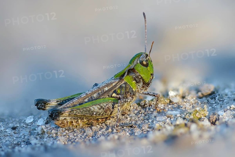Acrididae, Brandenburg, Caelifera, Common Club Grasshopper, Germany, field locusts, spotted club scare, gomphocerinae, club scare, short-feeler scare, mottled grasshopper, myrmeleotettix maculatus, Nabu project, national natural heritage, natural paradise Grünhaus, post-mining landscape, grasshopper, Grasshoppers, greenhouses, grasshoppers, insects, males, males