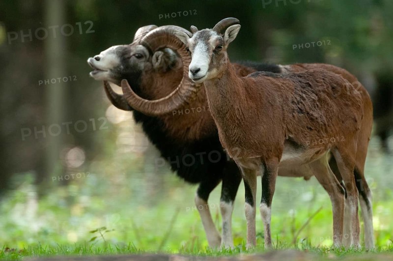 Artiodactyla, even-toed ungulate, mouflon, mouflon, mouflon, ovis gmelini musimon, cloven-hoofed, rutting, fleeing, mammals, sheep, mammals, rams, game