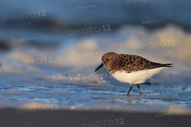 Avocet (Recurvirostra avosetta), Texel, Netherlands