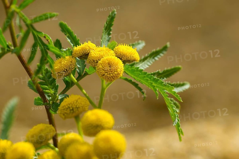 Asteraceae, chrysanthemum vulgare, daisy, tansy, tanacetum vulgare, tansy, wormwort, bitter buttons, cow bitter, flora, golden buttons, plants, plants