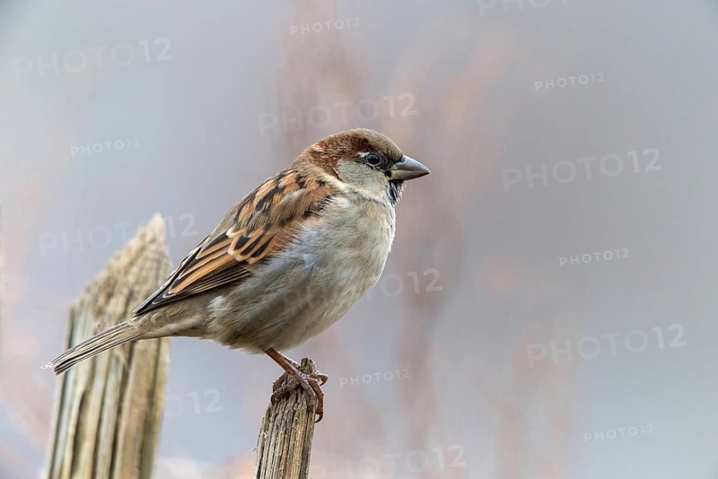 House sparrow, Passer domesticus, sparrow, birds, garden, garden fence, male, passeri, songbirds, song birds, sparrow, sparrow, sparrow, sparrow, sparrow, sparrow, birds
