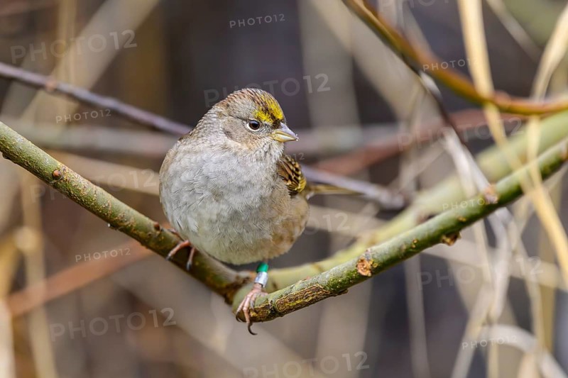 Golden-crowned sparrow, (Zonotrichia atricapilla), West Dyke Trail, Terra Nova Rural Park, Richmond, British Columbia, Canada