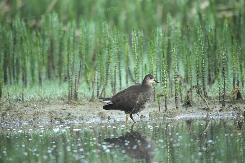 Green-legged moorhen (Gallinula chloropus) – a young bird on the lakeshore, set against a backdrop of common horsetail (Hippuris vulgaris), Allgäu, Bavaria, Germany