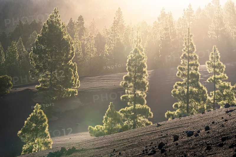 Canary Island pines (Pinus canariensis) and pine forest bathed in the morning backlight. Mirador Astronómico del Llano del Jable area. La Palma, Canary Islands, Spain