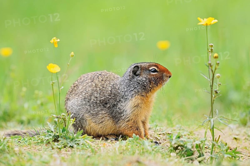 Columbia ground squirrel (Urocitellus columbianus, Spermophilus columbianus) in a flower meadow, Yoho National Park, British Columbia, Canada