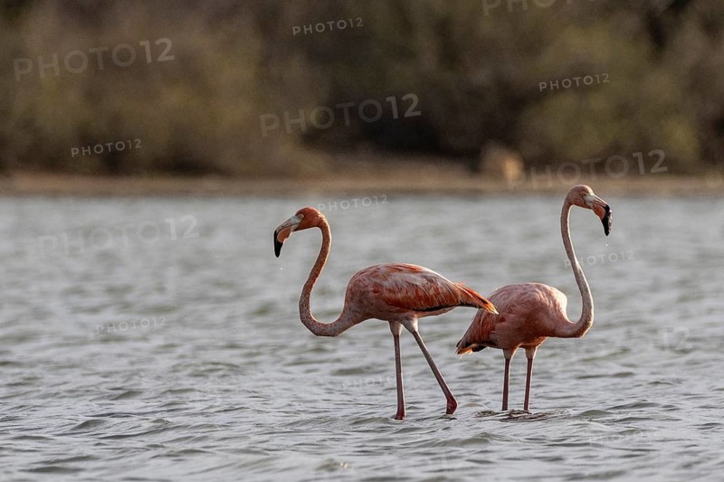 Cuba flamingos (Phoenicopterus ruber), Curacao