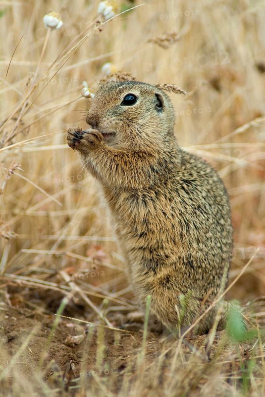 Citellus citellus, European ground squirrel, common ground squirrel, rodents, rodentia, Bulgaria, high size, portrait format, mammals, rodents, mammals, ground squirrels