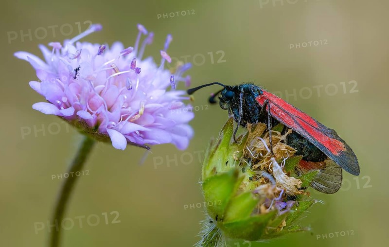 Beaver ram, blood droplet burnet, thyme ram, zygaena minos, blood droplets, butterfly, insects, moths, moths, moths, moths, butterfly, ram