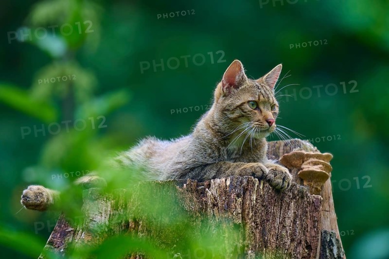 A wildcat gazes intently into the distance from a tree trunk, European wildcat (Felis silvestris), Hesse, Germany