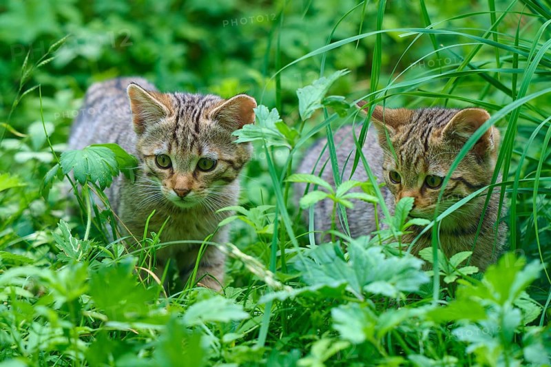 Two curious kittens are hiding in the thick grass, young European wildcat (Felis silvestris), Hesse, Germany