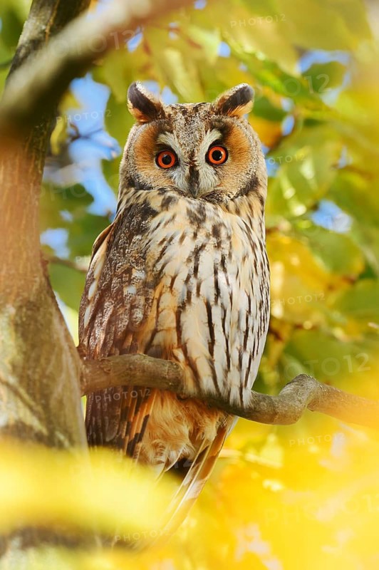 Long-eared owl (Asio otus) sitting in a tree in autumn, North Rhine-Westphalia, Germany
