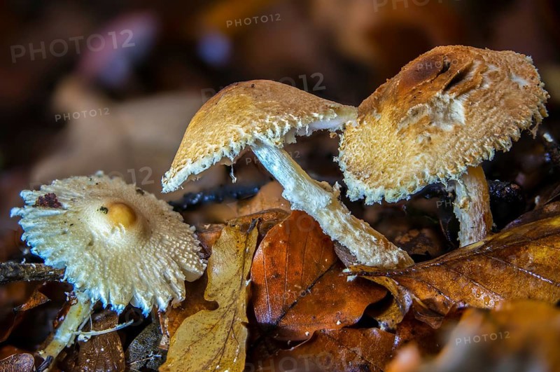 Lepiota clypeolaria, lepiota colubrina, shaggy-stalked lepiota, shield dapperling, woolly booted umbrella, woolly stalked umbrella, fungi, mushrooms