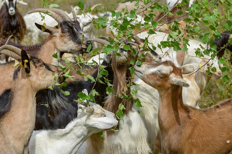 Artiodactyla, Capra Aegagrus Hircus, even-toed ungulate, domestic goat, cloven-hoofed, Pöllwitzer Wald, Thuringia, grazing, domesticated animals, extensive grazing, woody bite, goat, pet, mammals, bite, willow, wild willow, goat